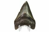 Serrated, Fossil Megalodon Tooth - Georgia #159729-2